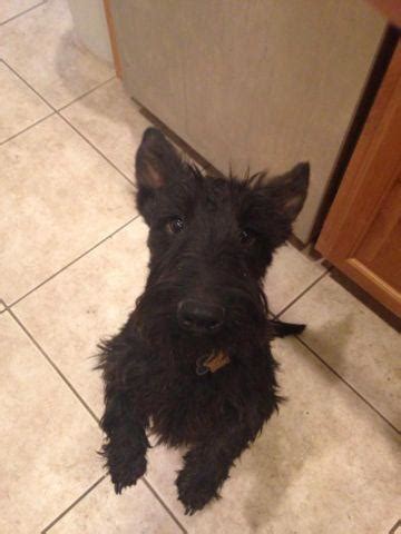 Scottish terrier for sale craigslist - Freeads.co.uk: Find Scottish Terriers Puppies & Dogs for sale in Glasgow at the UK's largest independent free classifieds site. Buy and Sell Scottish Terriers Puppies & Dogs in Glasgow with Freeads Classifieds.